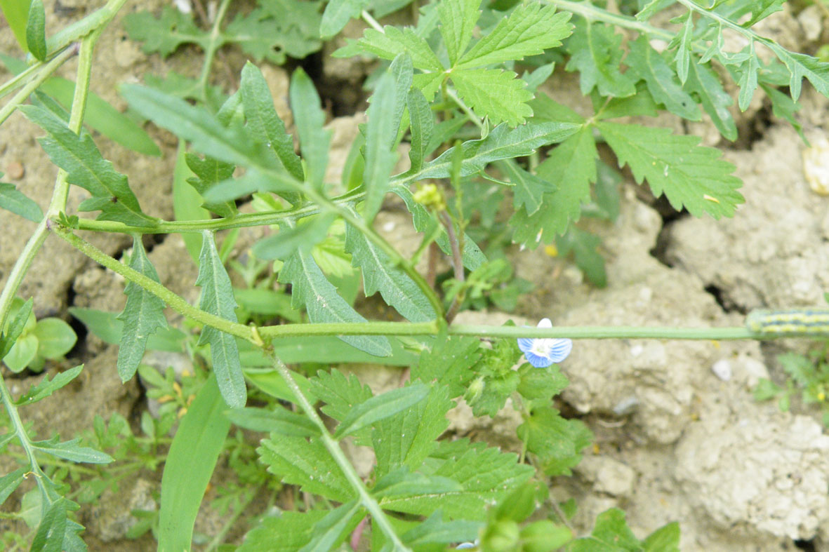 Brassicacea da determinare